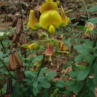 Crotalaria retusa L.